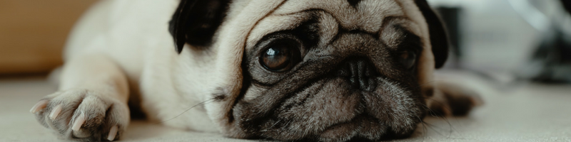 Engraved Pet Tags & Engraved Pet Discs